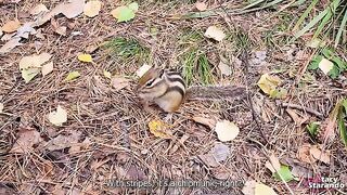 A hot day walk with my stepsister in the forest park, exploring real orgasm