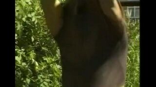 A man masturbates his big cock in the hayloft